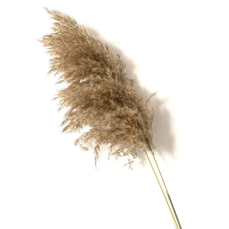 Dried Pampas Grass Bunch thumbnail 3